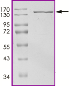 Product Element Image
